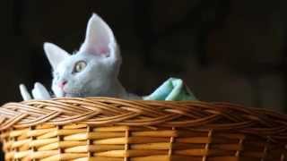 17 week old odd-eyed Devon Rex kitten in her basket chattering at birds. by Miette Rex 1,351 views 9 years ago 1 minute, 32 seconds