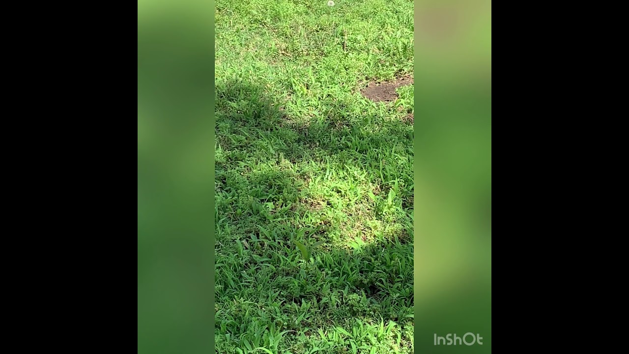 Dog Playing in Water Hose