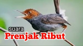 SUARA PRENJAK Ribut NEW (Mp3).buat pikat di jamin ampuh