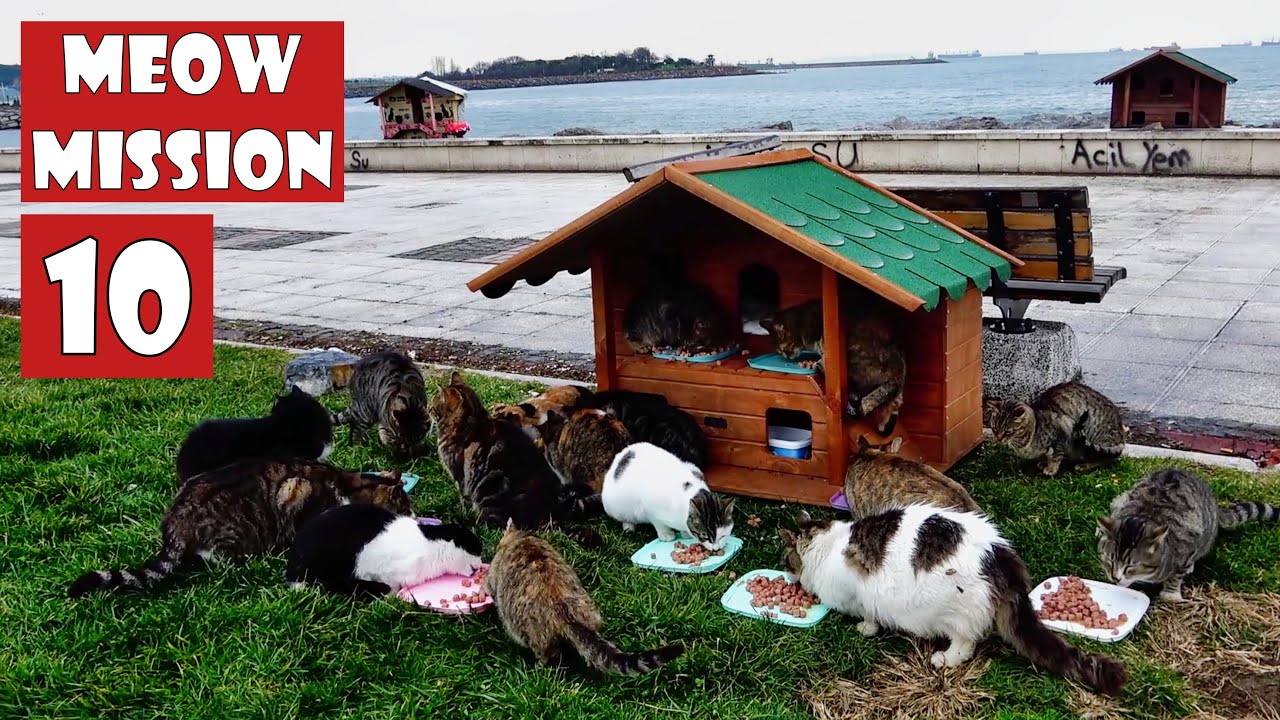 Every cat carries a little piece of heaven in its eyes.