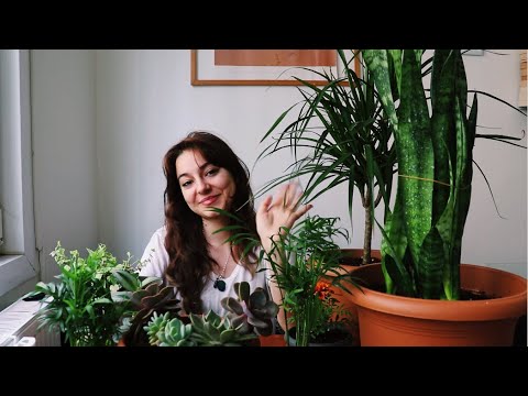 Video: Altın Bıyık (29 Fotoğraf): Evde Bitki Yetiştirme Kuralları, çiçek Neye Benziyor? Kokulu Callisia Için üreme Yöntemleri