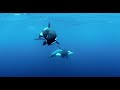 KILLER WHALES / ORCAS - ANDY BRANDY CASAGRANDE IV - ABC4EXPLORE - ORCA RESEARCH TRUST