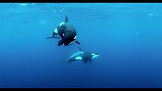 KILLER WHALES / ORCAS - ANDY BRANDY CASAGRANDE IV - ABC4EXPLORE - ORCA RESEARCH TRUST by Andy Brandy Casagrande IV 7,129 views 5 years ago 4 minutes, 11 seconds