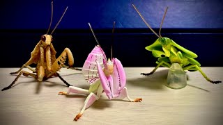 REALISTIC mimic mantis!!! Opening Japanese capsule toy(gashapon)