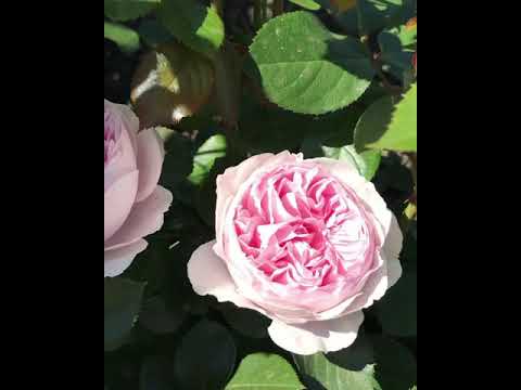 Herzogin Christiana roses 💖 #розагерцогинякристиана #герцогинякристиана ...