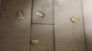 Four buff ermine moths caught in box