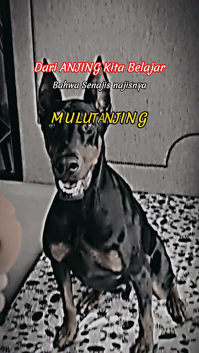 Story keren Anjing🐕Senajisnya Mulut Anjing@EmRuudstory #storywa #animals #motivation #viral#shorts