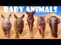 Baby animal speed races in planet zoo included rhinoceros hippopotmaus elephant reindeer