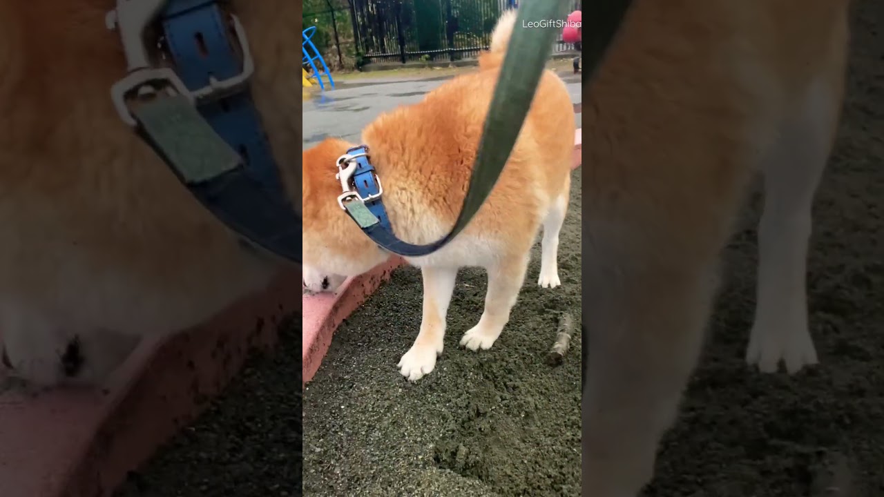 Shiba Inu dog digging the ground with speed and sound 