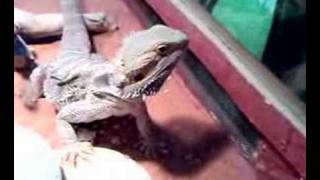 My Bearded Dragon