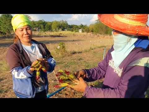 ความสุขของการทำเกษตร