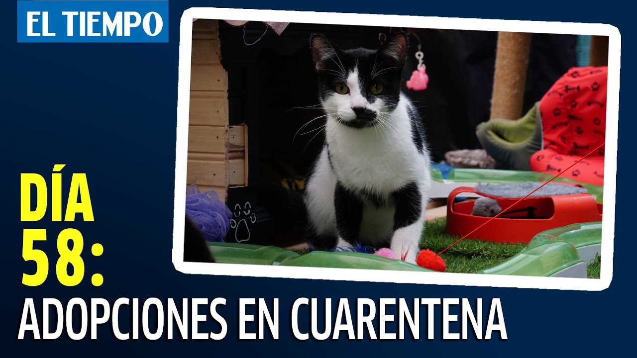 Abandono crear Convencional Día 58: Perros y Gatos en Cuarentena - YouTube