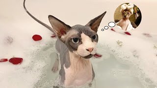 How to Bath a Sphynx Cat Properly🛁 [SPHYNX SPA CARE] by Sphynx Lovers 14,141 views 3 years ago 2 minutes, 6 seconds
