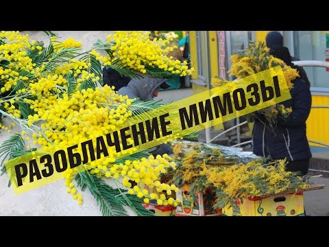 Бейне: «Мимоза» орамы