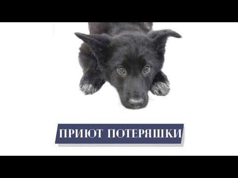 Щенки в добрые