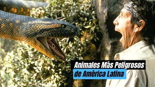 LOS ANIMALES MÁS PELIGROSOS DE AMÉRICA LATINA