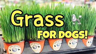 Grass Your Dog Will Eat And It’s Nutritious!🤓👍🐩🥦