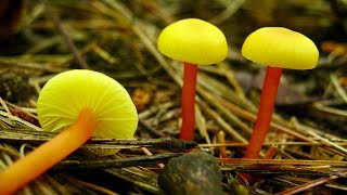 Images of the Beautiful Waxcap Mushrooms (Hygrocybes) #mushrooms #mushroomhunting  #beautifulnature