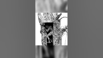 Combat tree from World War I #shorts
