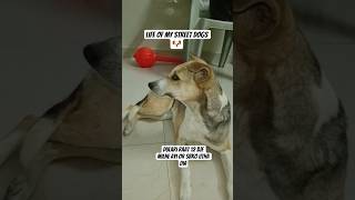Drama Queen Dulari🐾 #ytshorts #bustertheindie #viral #dog #petshub #funny #animals #dogfans  #pooch