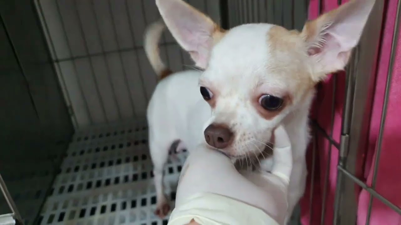 CHIHUAHUA NAHIRAPAN MANGANAK, SOBRANG LAKI NG UNANG PUPPY... MAY SUHI PA || MUNTIK MA'CS || PART 3