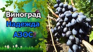 🍇Сорт винограда Надежда азос. #СтоловыеСортаВинограда.(Надежда АЗОС - столовый сорт винограда. Выведен на Анапской зональной опытной станции виноградарства и..., 2016-08-27T13:48:29.000Z)