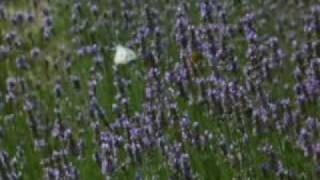 Vitalba - Metamorfosi