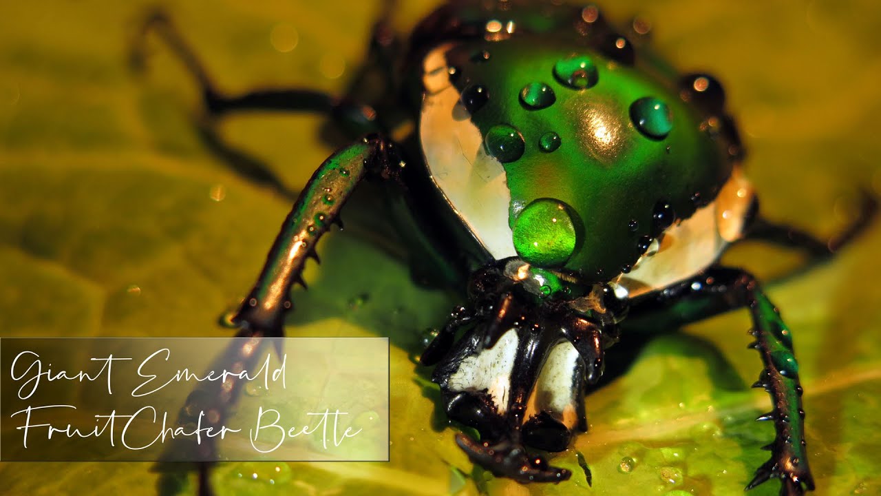Giant Emerald Fruit Chafer Beetle YouTube