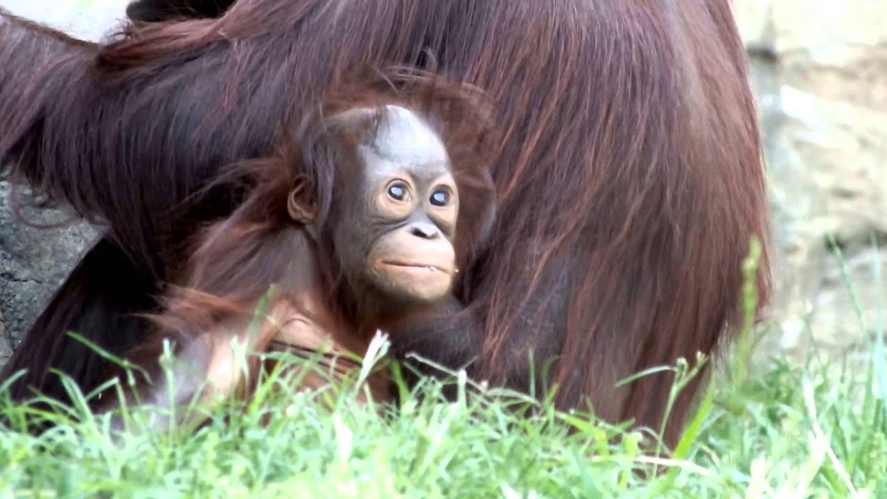 kawaii emoticons Cute Orangutan baby (one year old).かわいいオランウータンの赤ちゃん（一歳）。