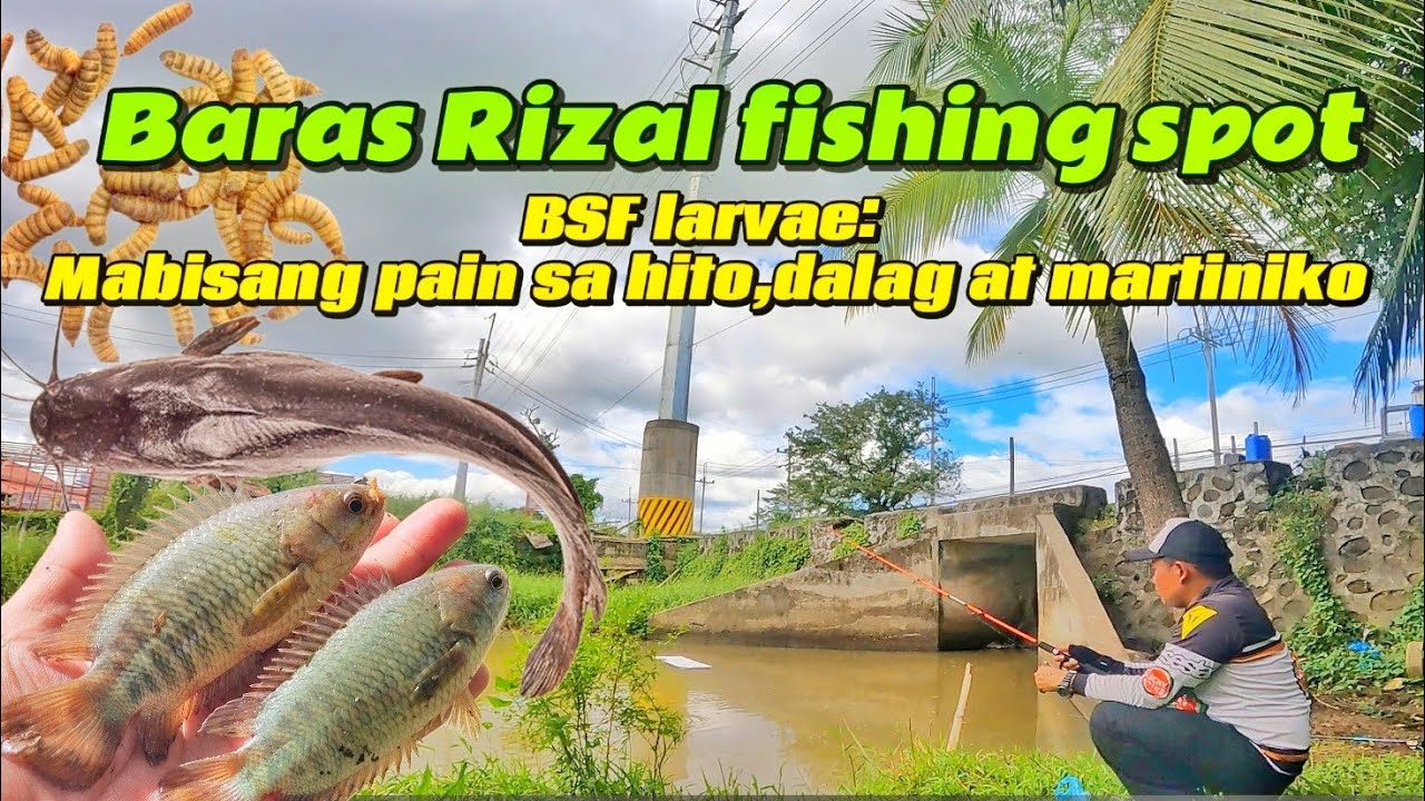 Mabisang pain sa hito,dalag at martiniko ang blask soldier fly larvae/BSF. Baras Rizal fishing spot