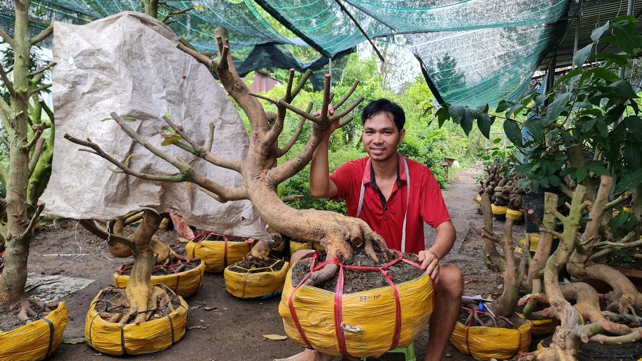 Phôi mai vàng khủng đẹp ngày 28/2 | Trí 0363579057