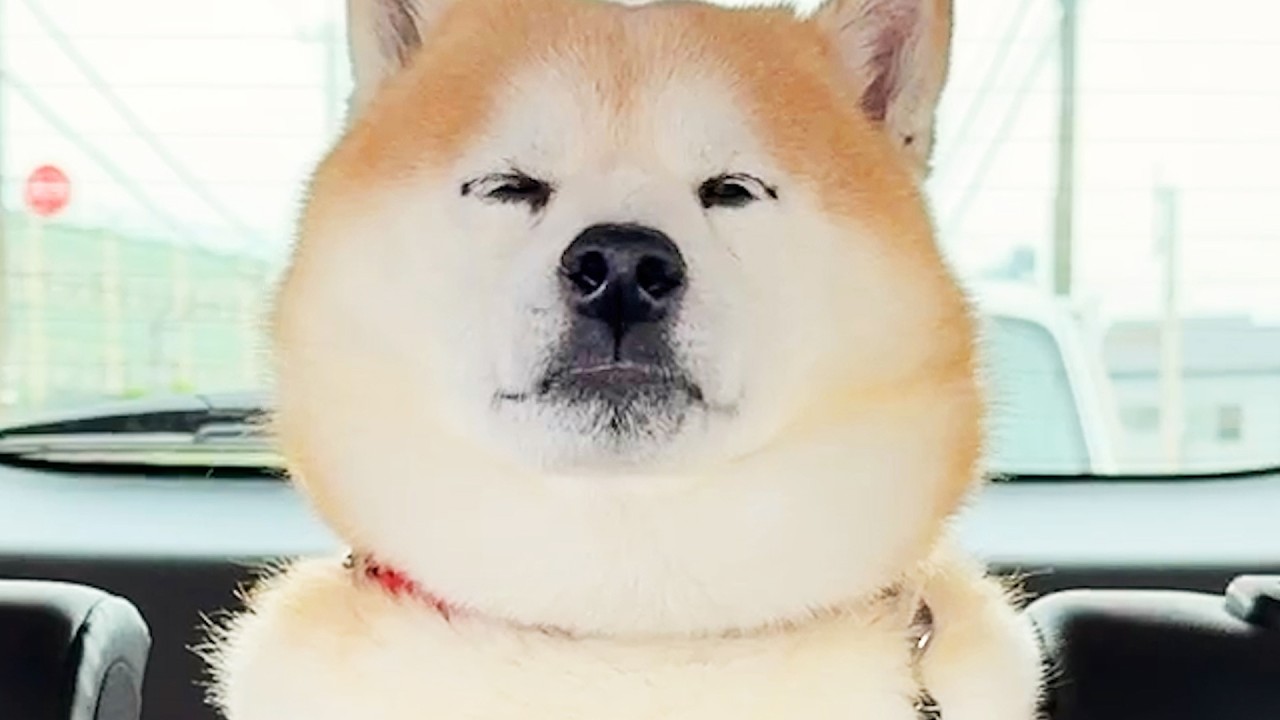 Shibe has completed all of this year's vaccinations at the vet and