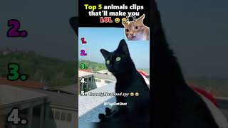 Top 5 animals clips, that'll make you LOL 😂😂 #funny #animals #dogvscat #puppy #shorts