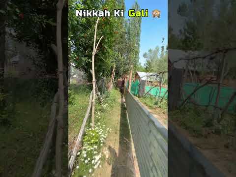 Nikkah Ki Gali 🙃