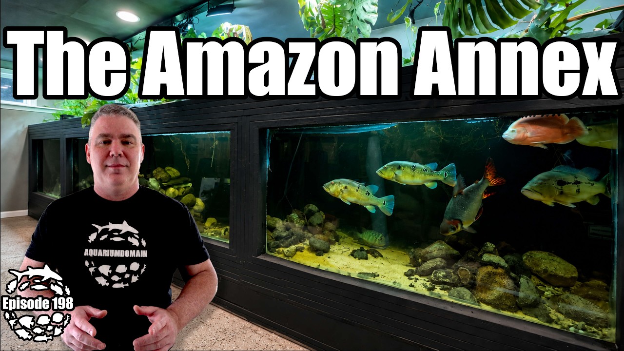Inside My Amazon Fish Room… Where EVERYTHING Is HUGE!