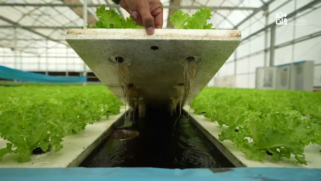 نباتات الوطن (Homeland Plants): شركة عُمانية رائدة في إنتاج الغذاء المستدام