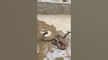 2 con rắn hổ mang rất nguy hiểm #cobra #cobrasnake #kingkobra #snake #birds