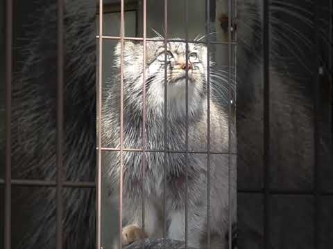 Manul cat Pallas's
