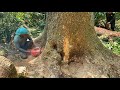 Amazing the most dangerous large  tall trembesi tree felling