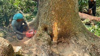 Amazing... The Most Dangerous Large & Tall Trembesi Tree Felling‼