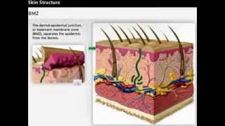Skin Anatomy | Dermis & Epidermis | Wound Care screenshot 3