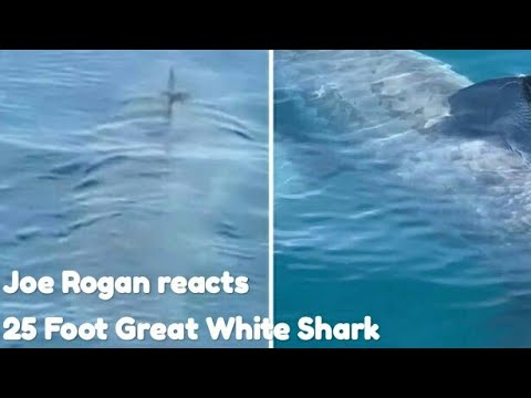 Joe Rogan reacts to 25 Foot Great White Shark in Martha's Vineyard Joe Rogan reacts to 25 Foot Great White Shark in Martha's Vineyard