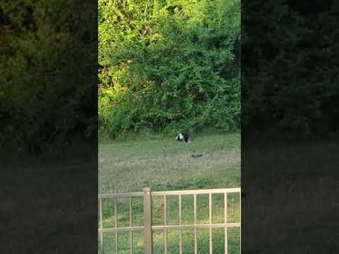 Walter the Skunk Loves an Early Dinner