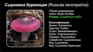 Сыроежка буреющая (Russula xerampelina)