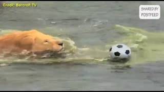 This Lion is Playing Football Like A Pro! screenshot 2