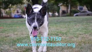Get Your 2017 Dog License Today!