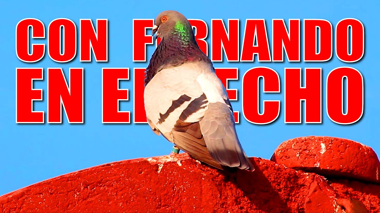 TAPIAO DE FERNANDO EL DEL RELOJ