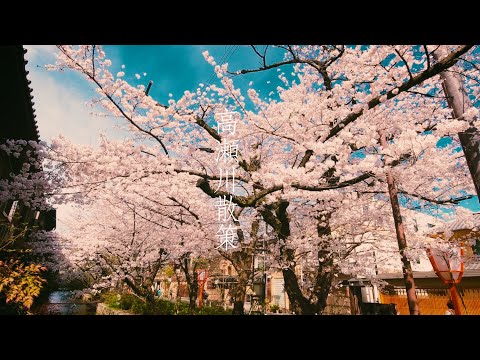 春の京都🌸】高瀬川・木屋町通りの桜~Cherry blossoms in