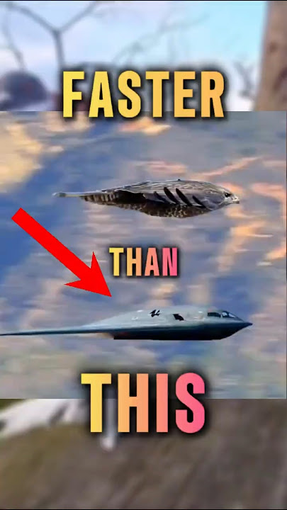 This Bird Hits 240 MPH?! Fastest Flyers on Earth Ranked #birds