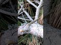 25 май 2026 г.Горски гущер Ст бани